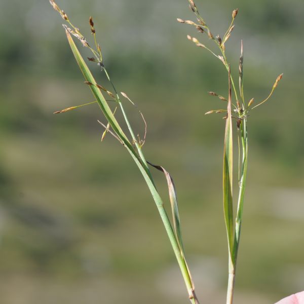 Arctophila fulva Op Lom Finndalen E. Fremstad 8.12b 62